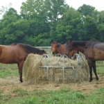 The three bay thoroughbreds